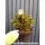 Azalia japońska japonicum 